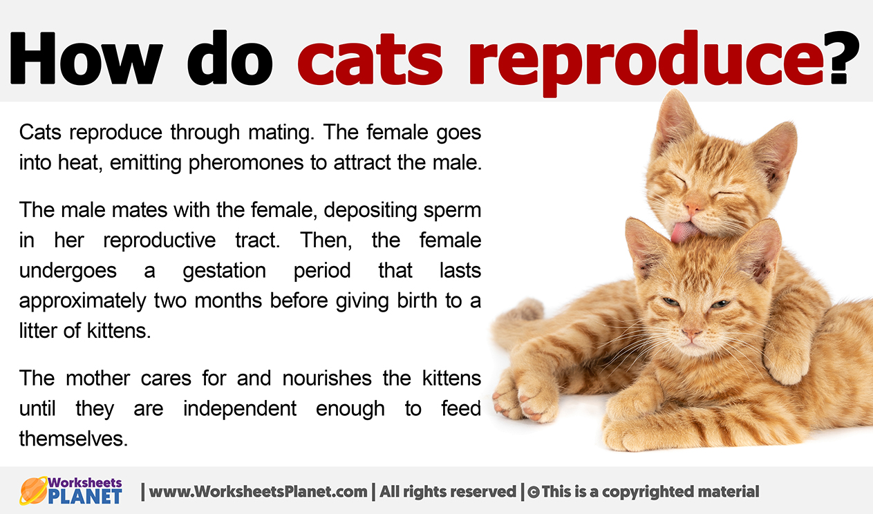 When do girl kittens go shop into heat