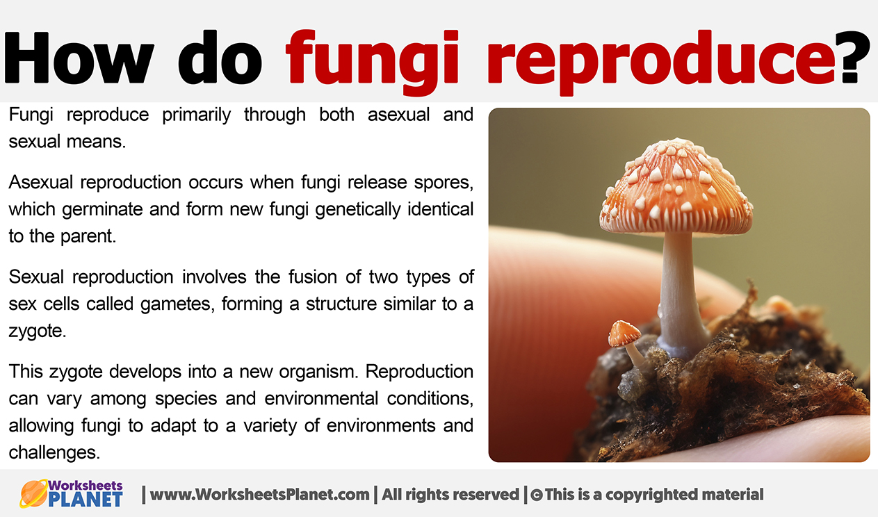 How Do Fungi Reproduce