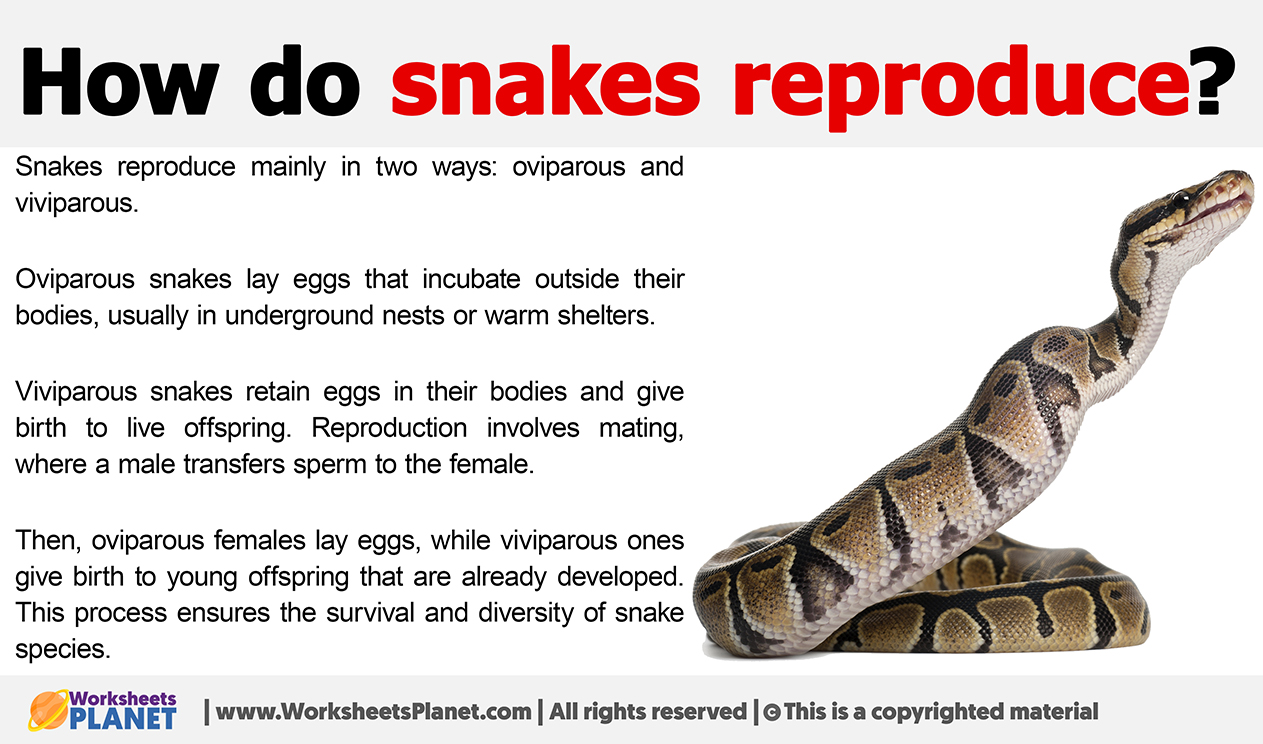 How Do Snakes Reproduce