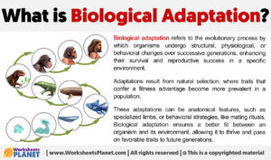What Is Biological Adaptation