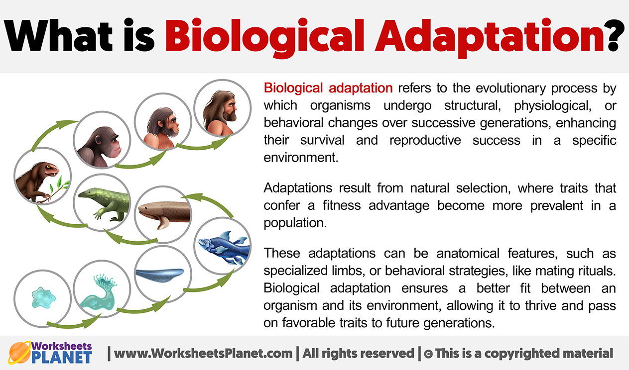 What Is Biological Adaptation