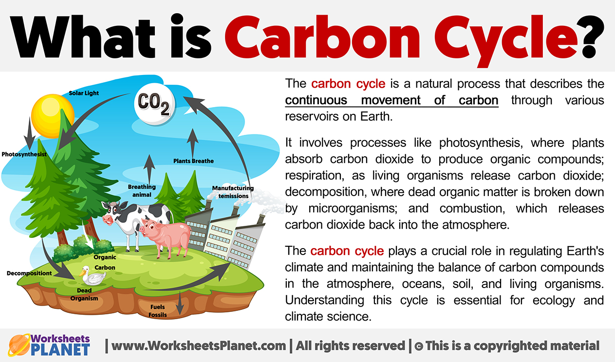 What Is Carbon Cycle