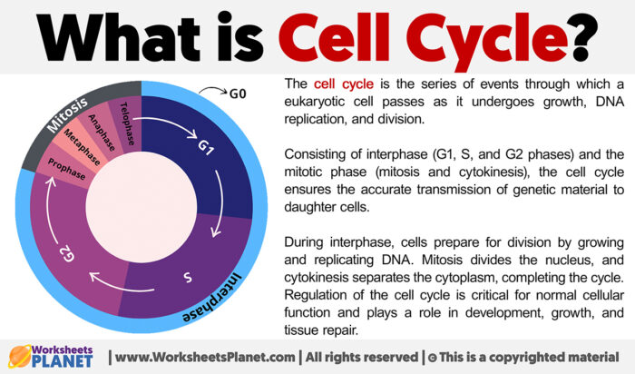 Definition of Cell Cycle Biology Diagrams