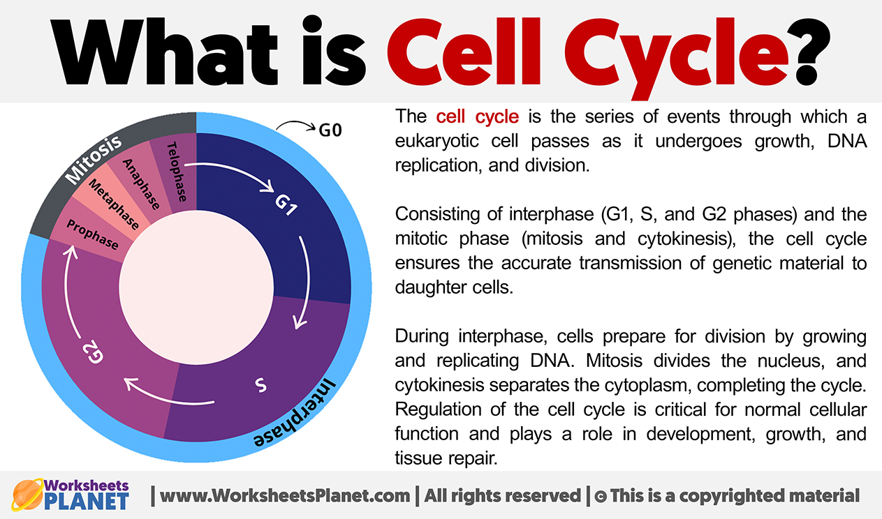 What Is Cell Cycle