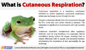 What Is Cutaneous Respiration
