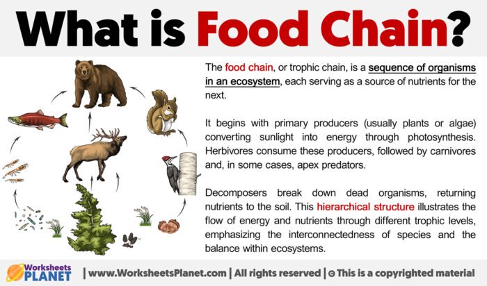 Definition of Food Chain Biology Diagrams