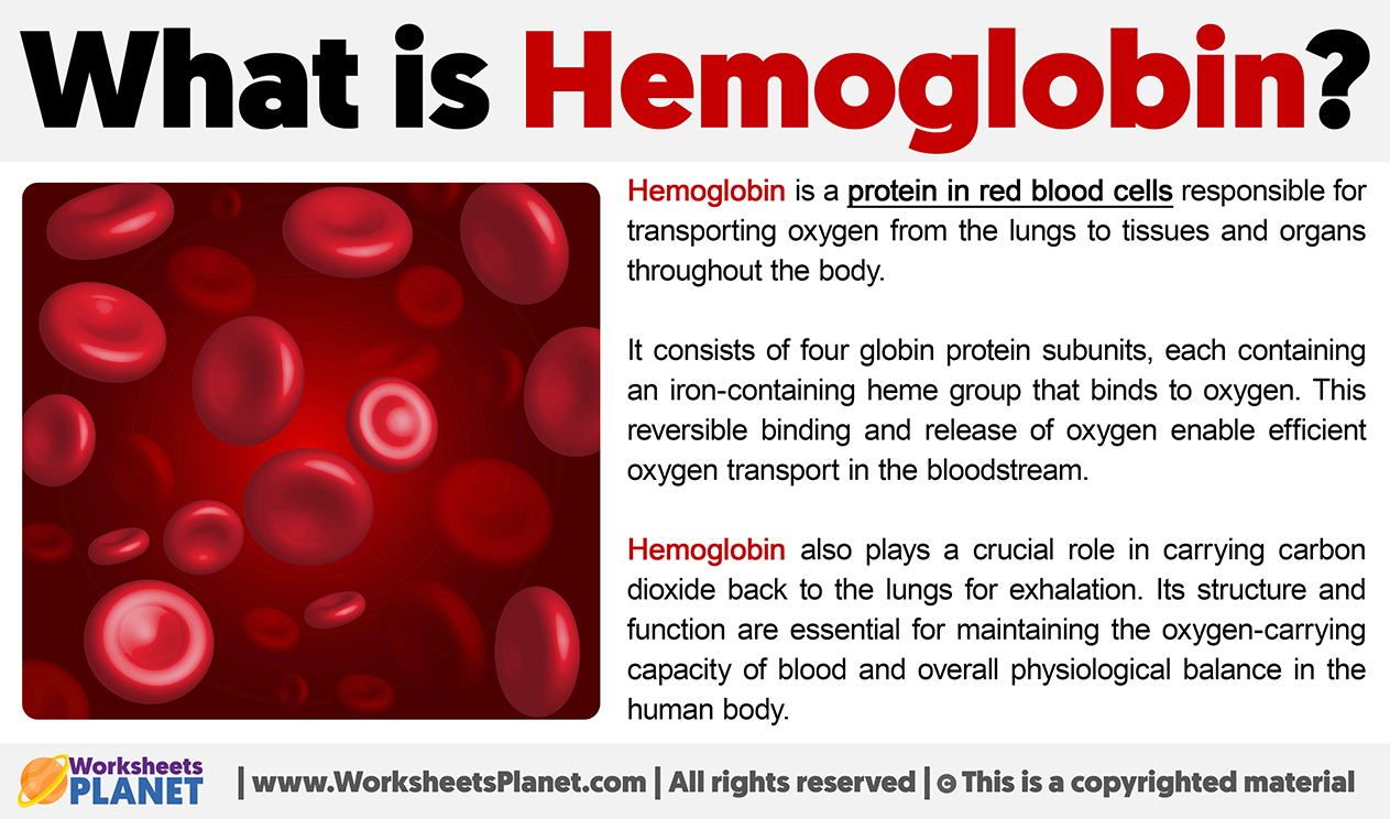 What Is Hemoglobin