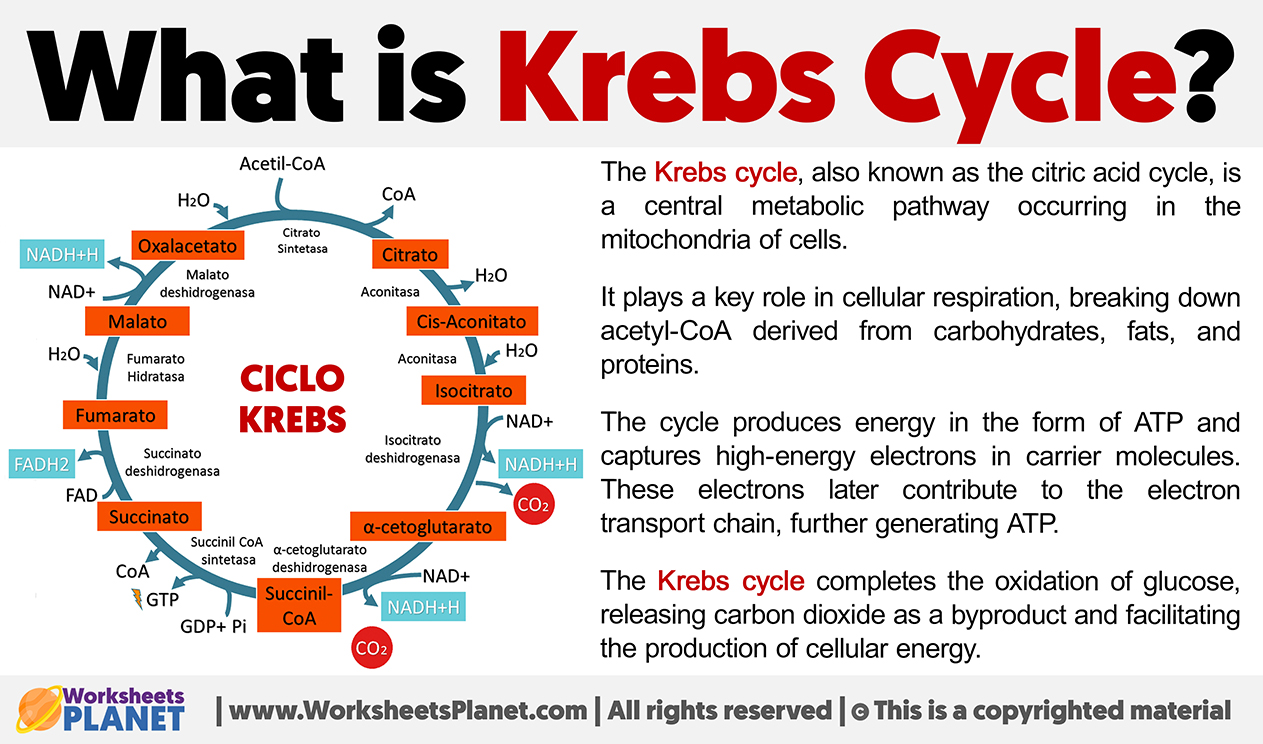 What Is Krebs Cycle