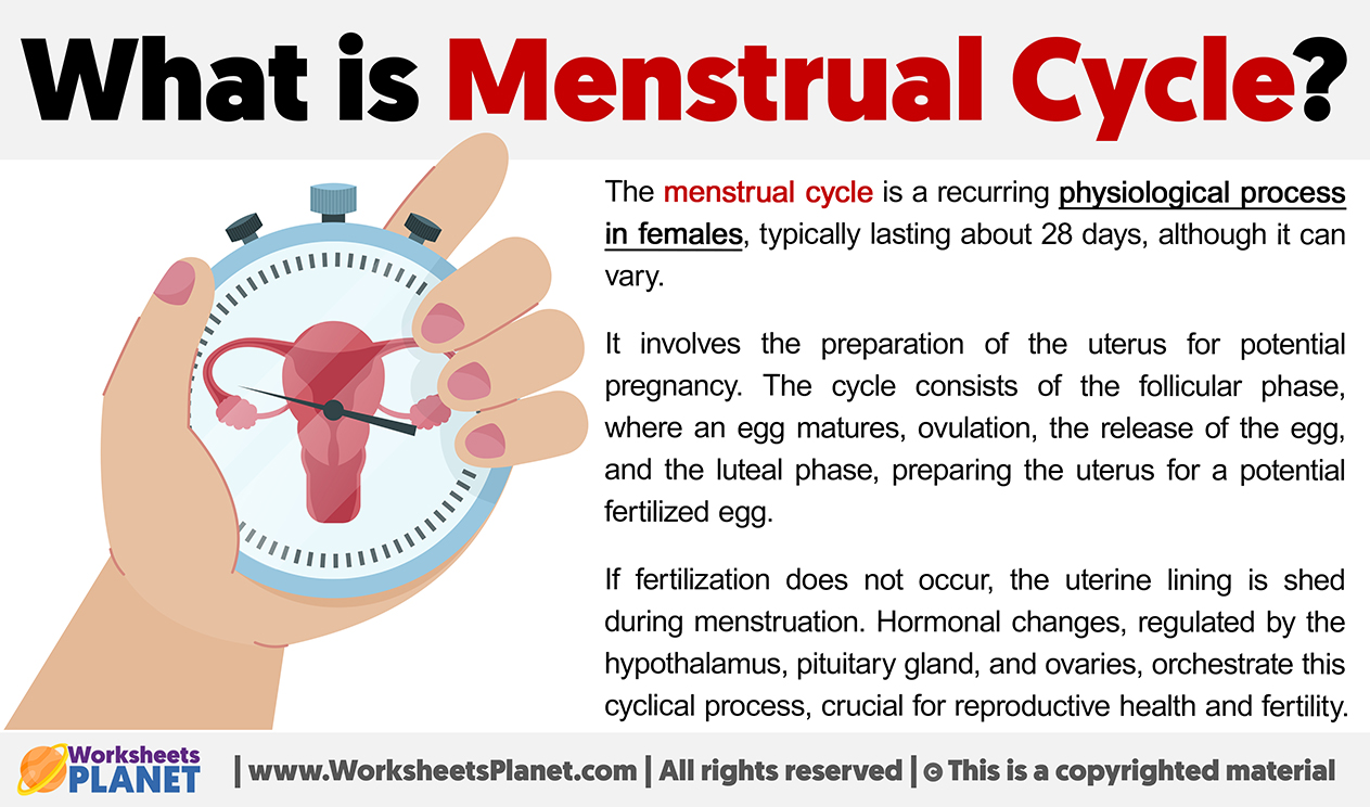 What Is Menstrual Cycle