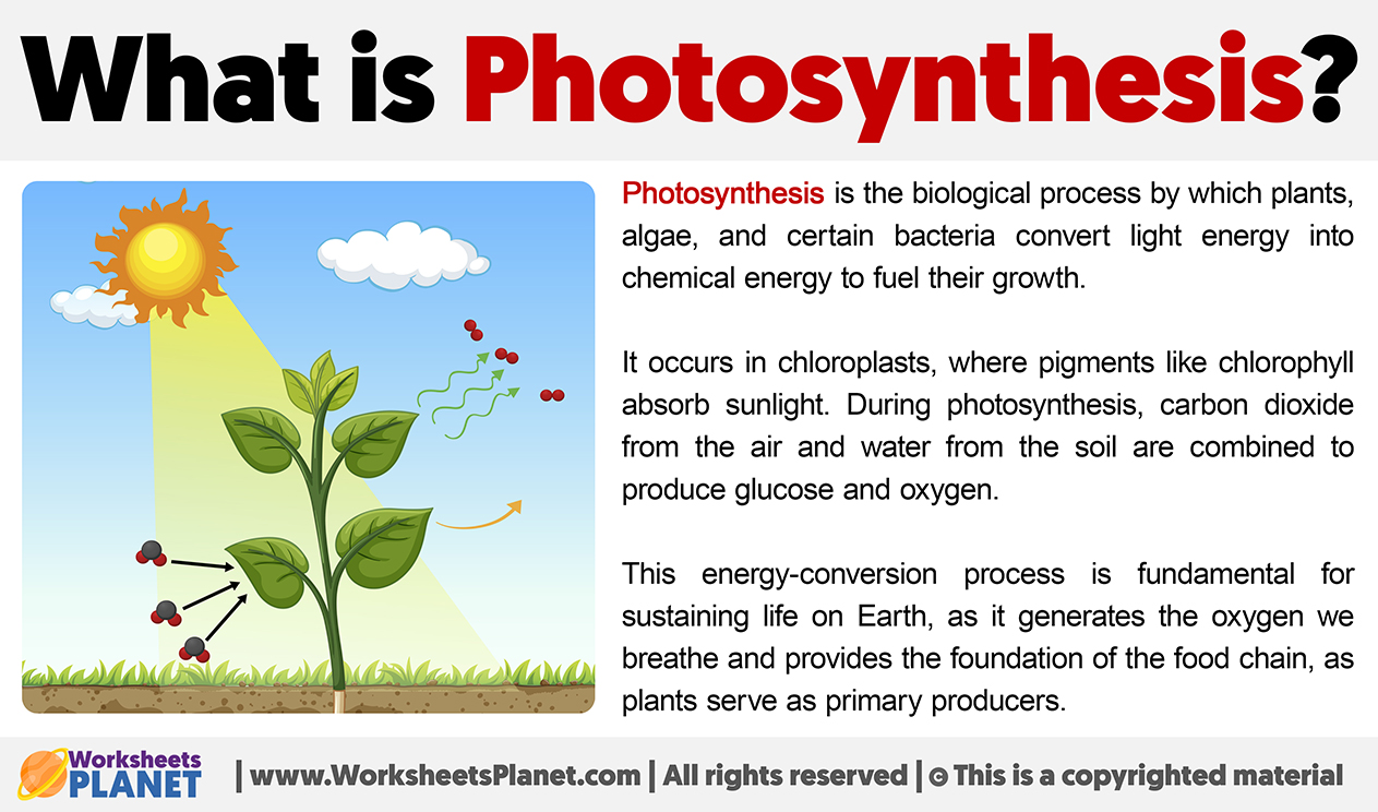 What Is Photosynthesis