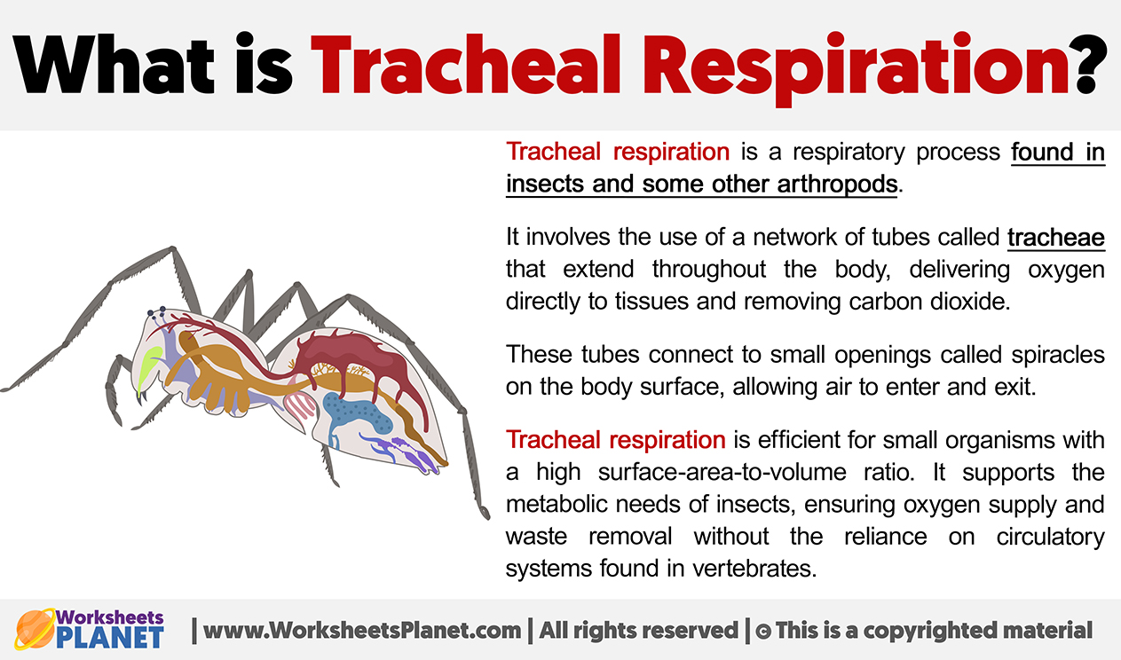 What Is Tracheal Respiration