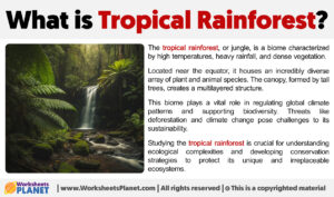 What Is Tropical Rainforest