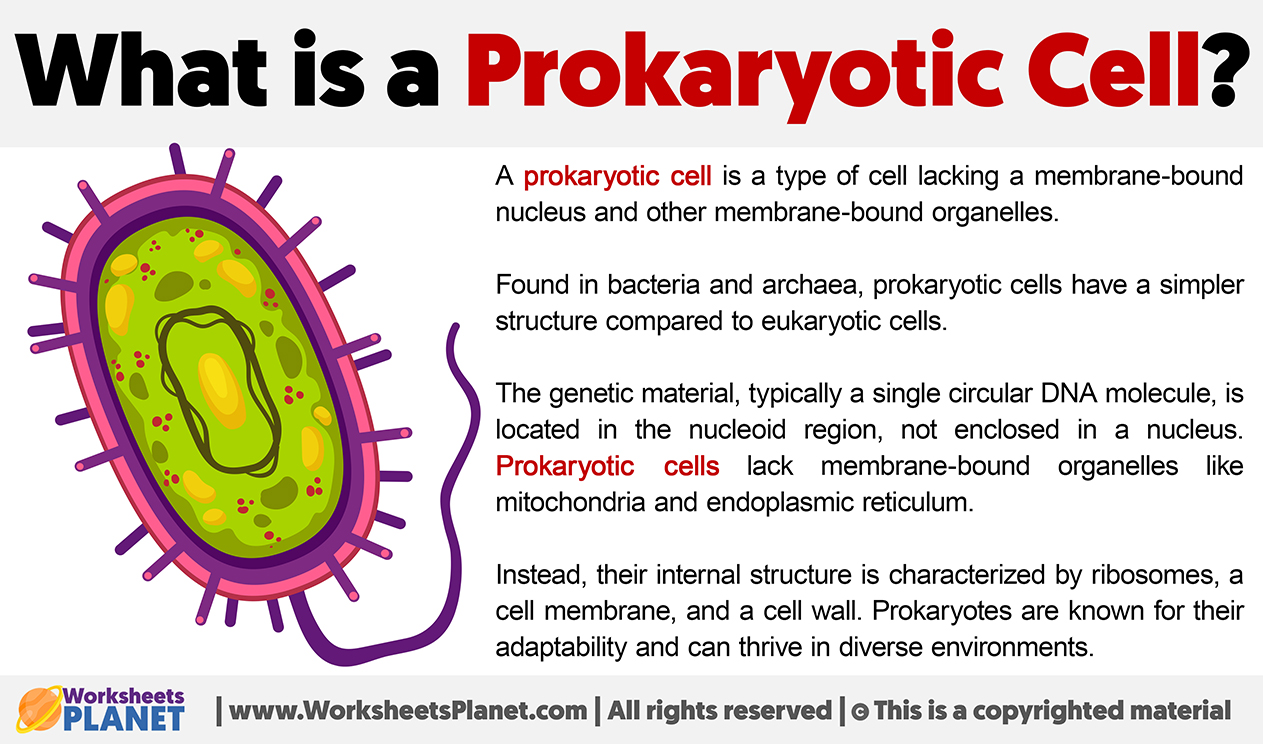 What Is A Prokaryotic Cell