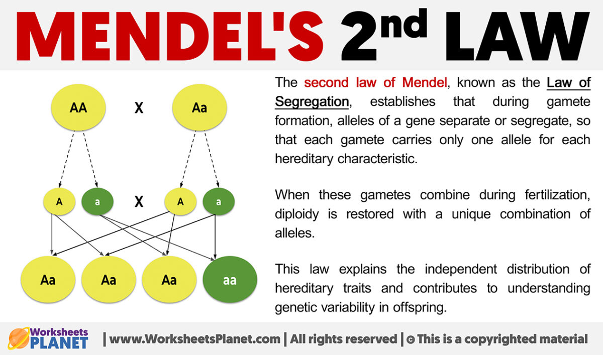 Mendel's Second Law | Law of Segregation