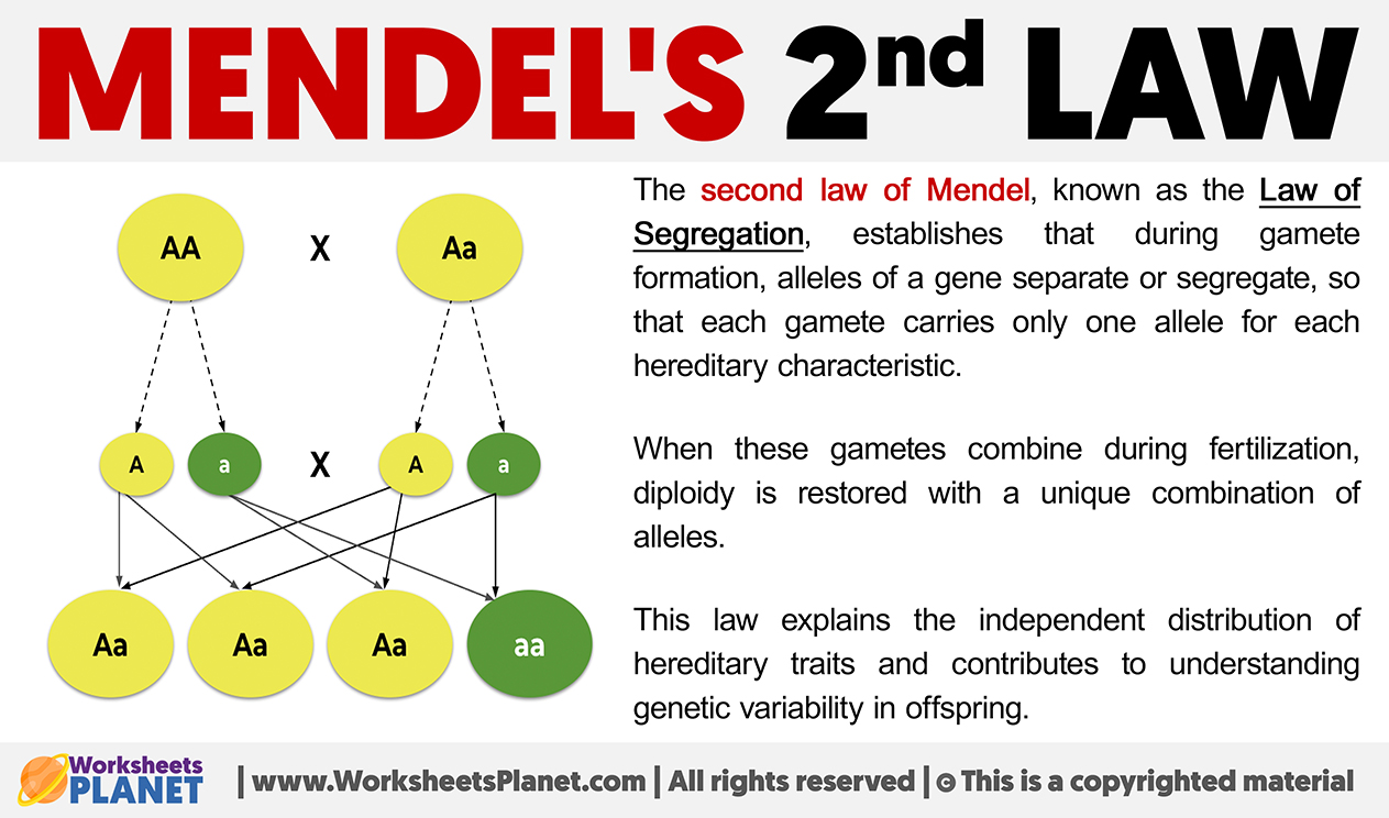 Mendel's Second Law