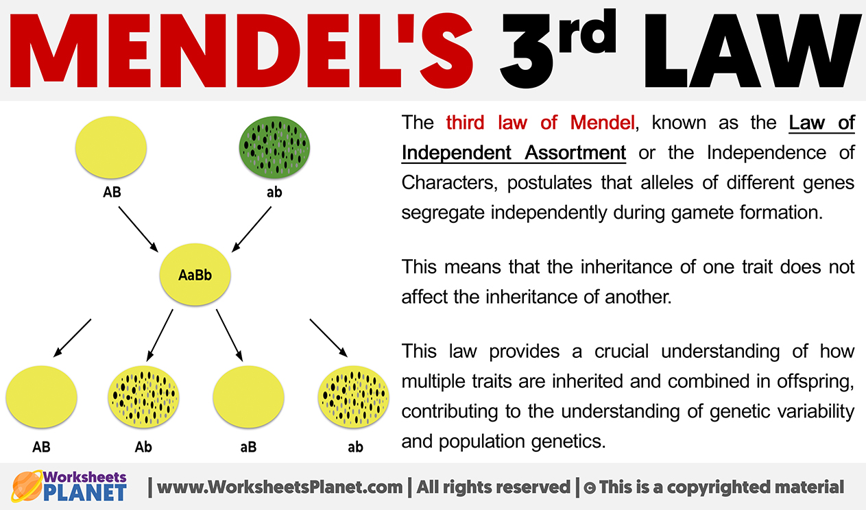 Mendel's Third Law