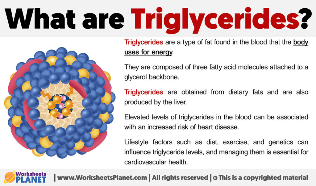 What are triglycerides 
