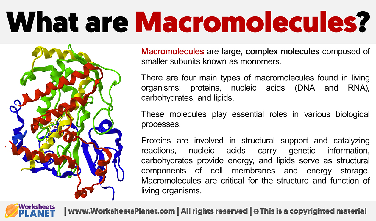 What Are Macromolecules