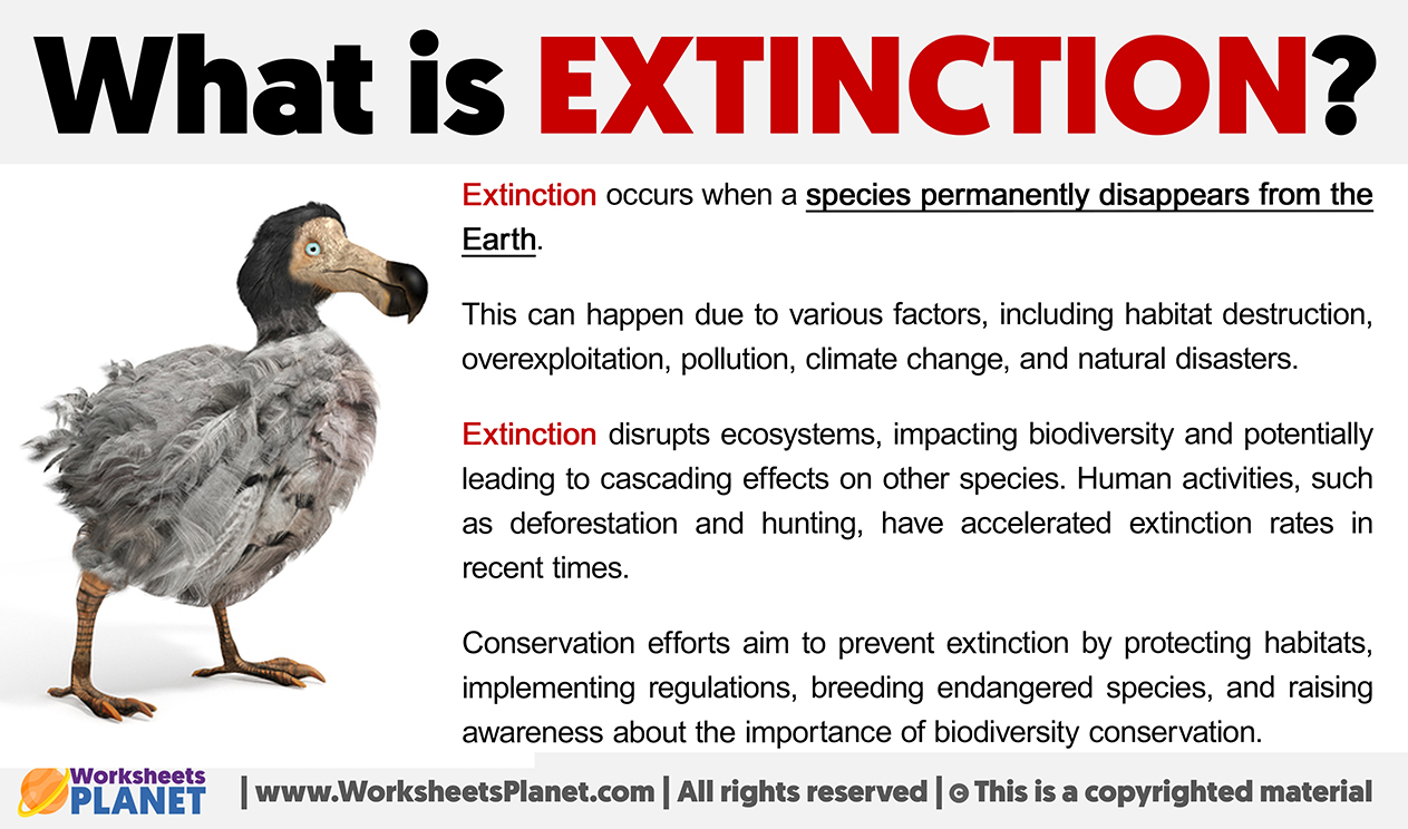 What Is Extinction