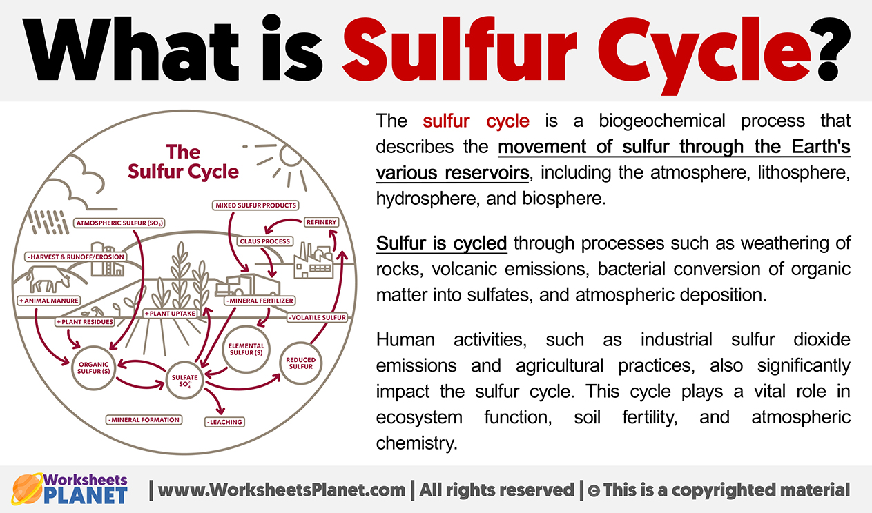 What Is Sulfur Cycle