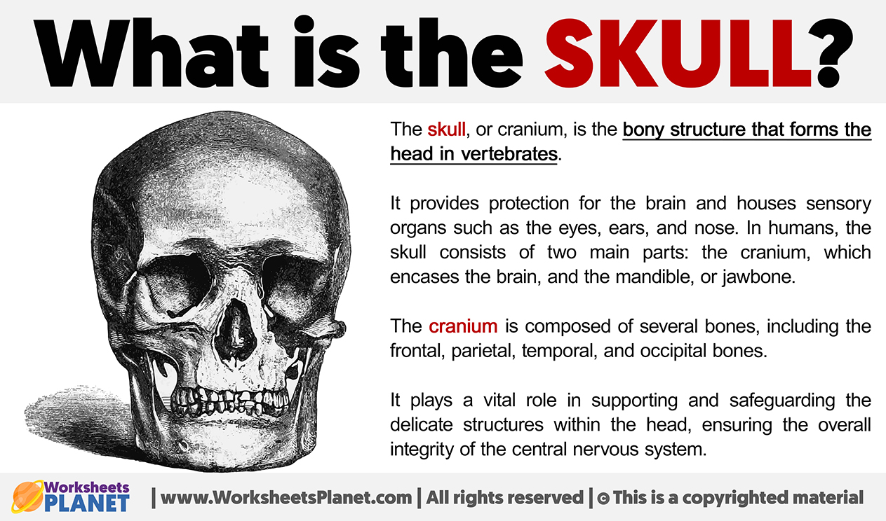 What Is The Skull