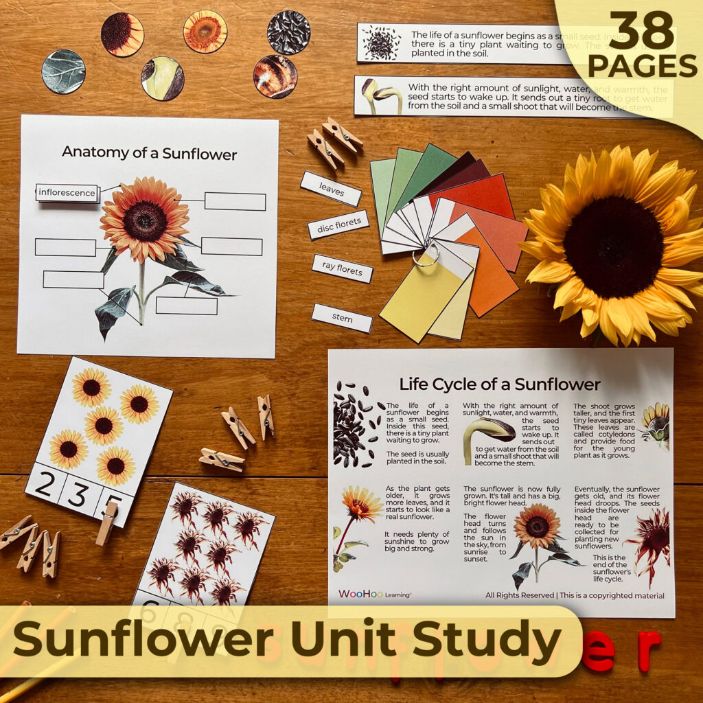 Sunflower Life Cycle