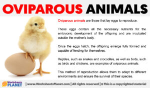 What Are Oviparous Animals