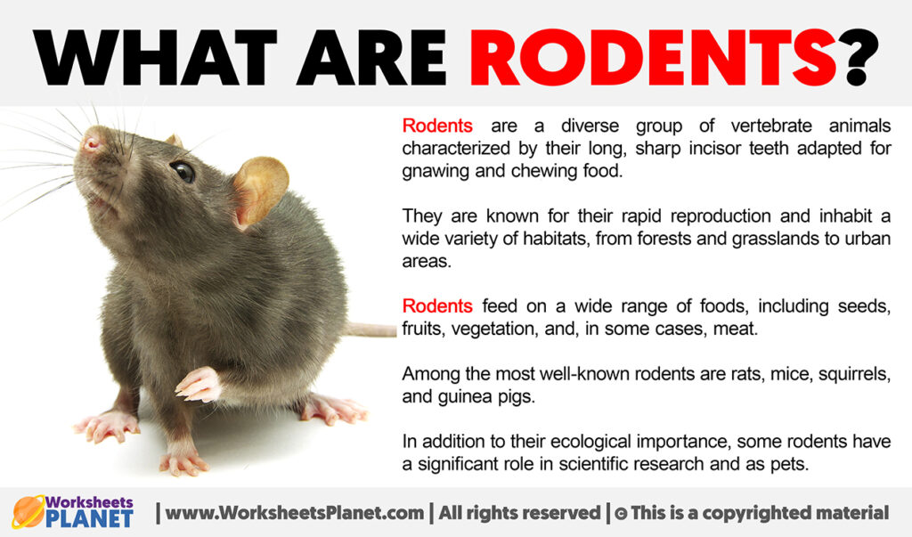 46 Different Types of Rodents With Pictures and Identification