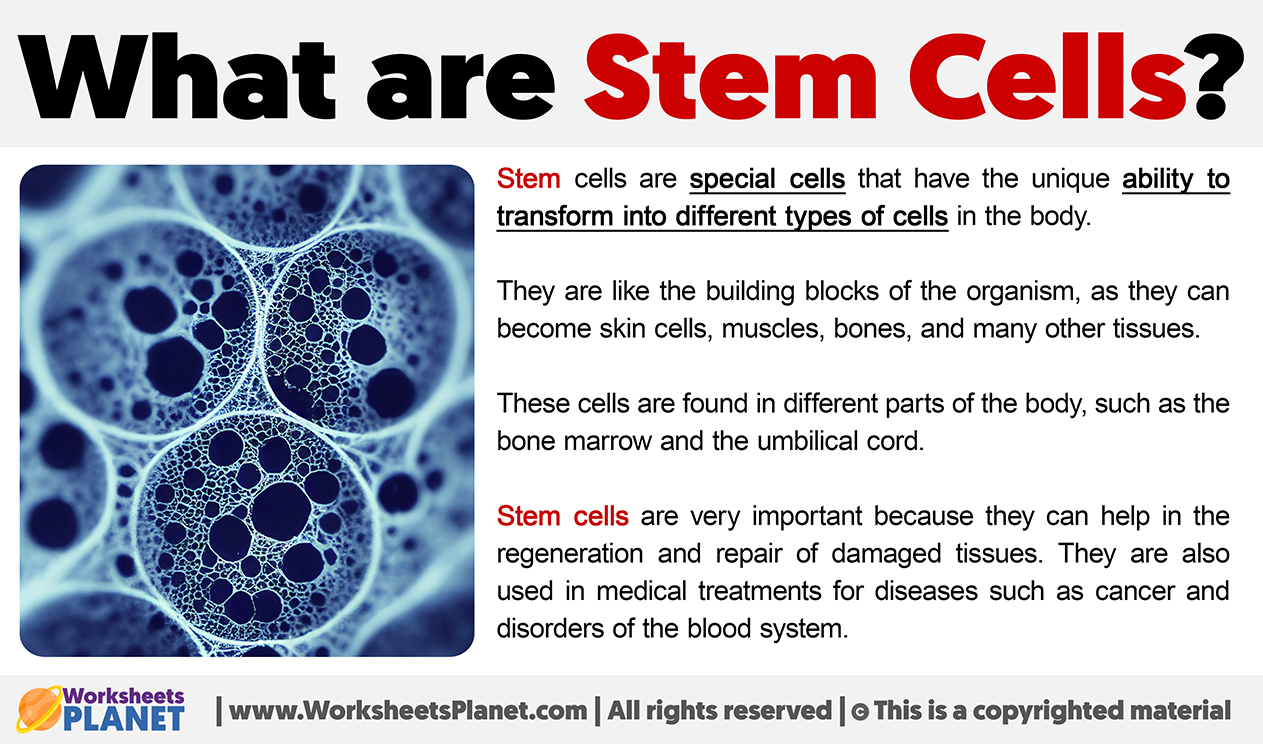 What Are Stem Cells