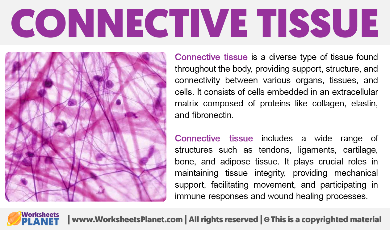 What Are Connective Tissue