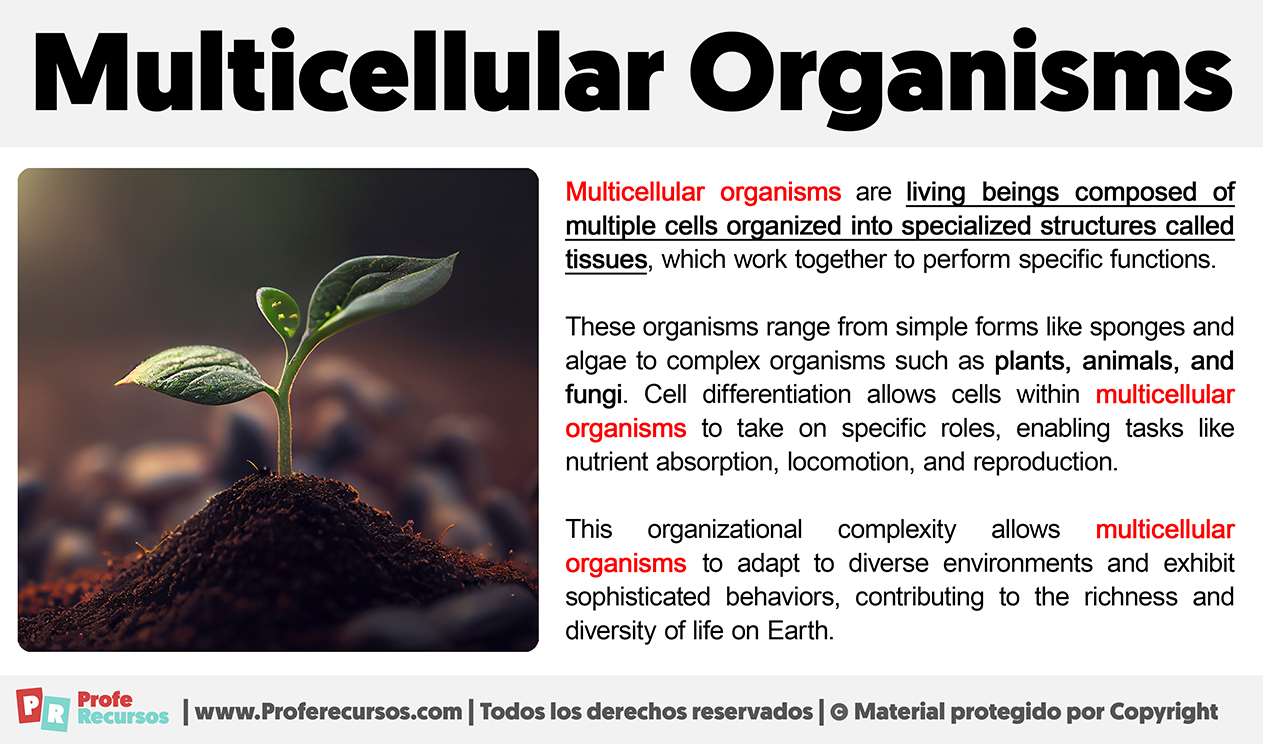 What Are Multicellular Organisms