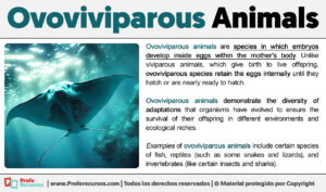 What Are Ovoviviparous Animals