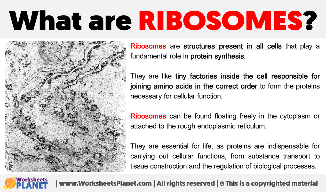 What Are Ribosomes