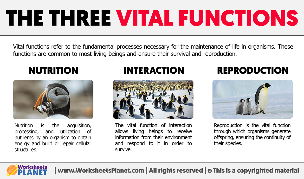 What Are The Vital Functions