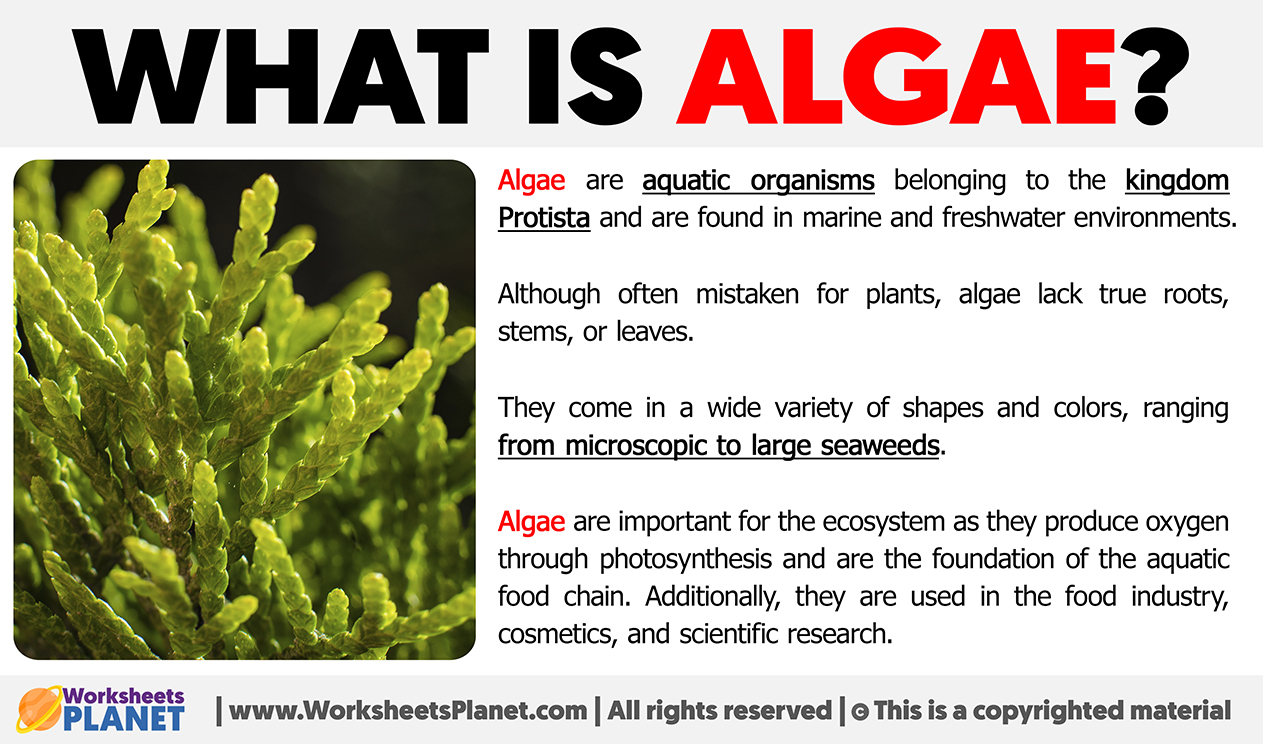 What Is Algae