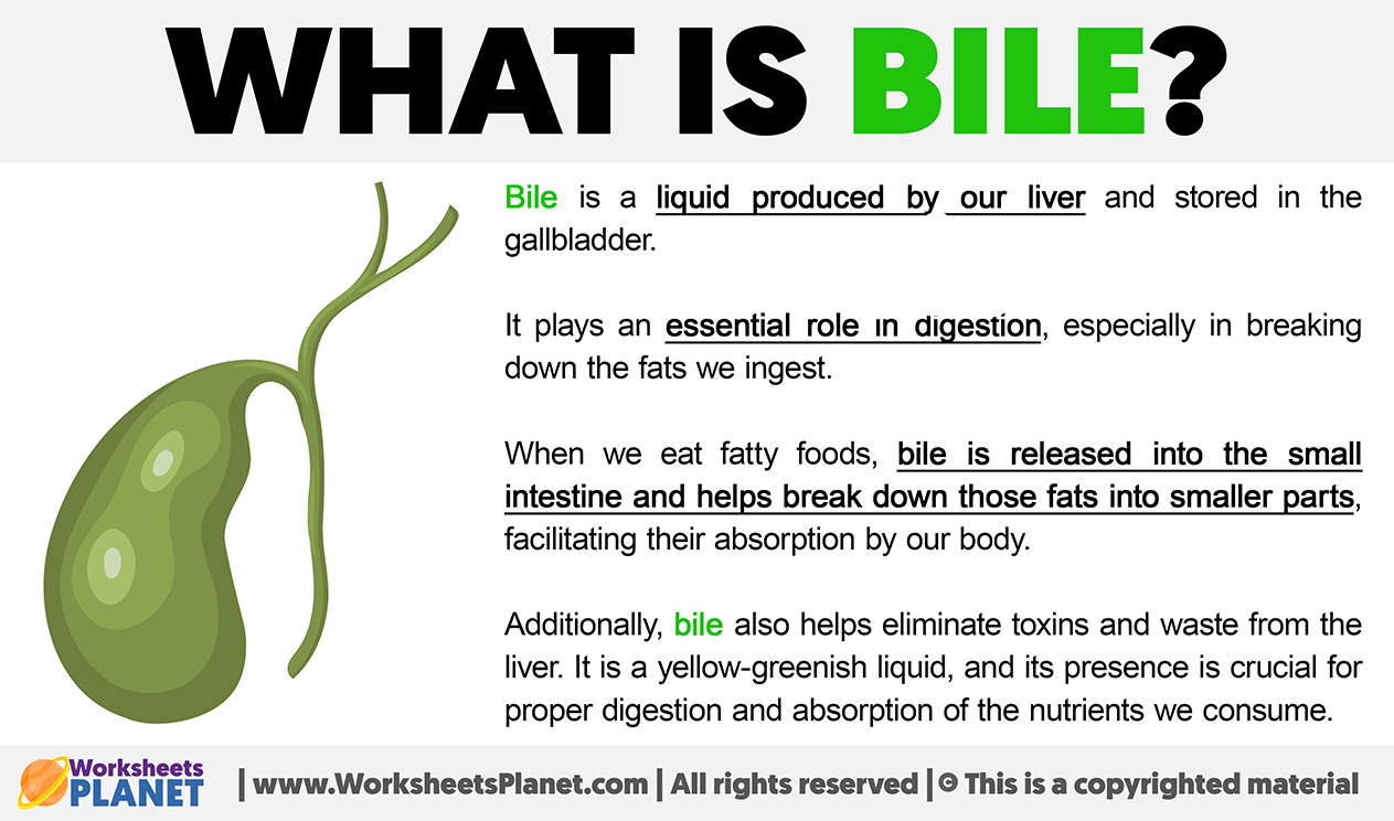 What Is Bile