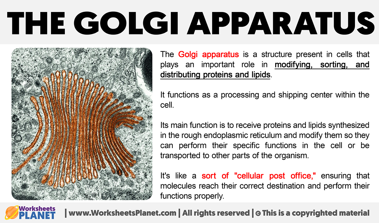 What Is Golgi Apparatus