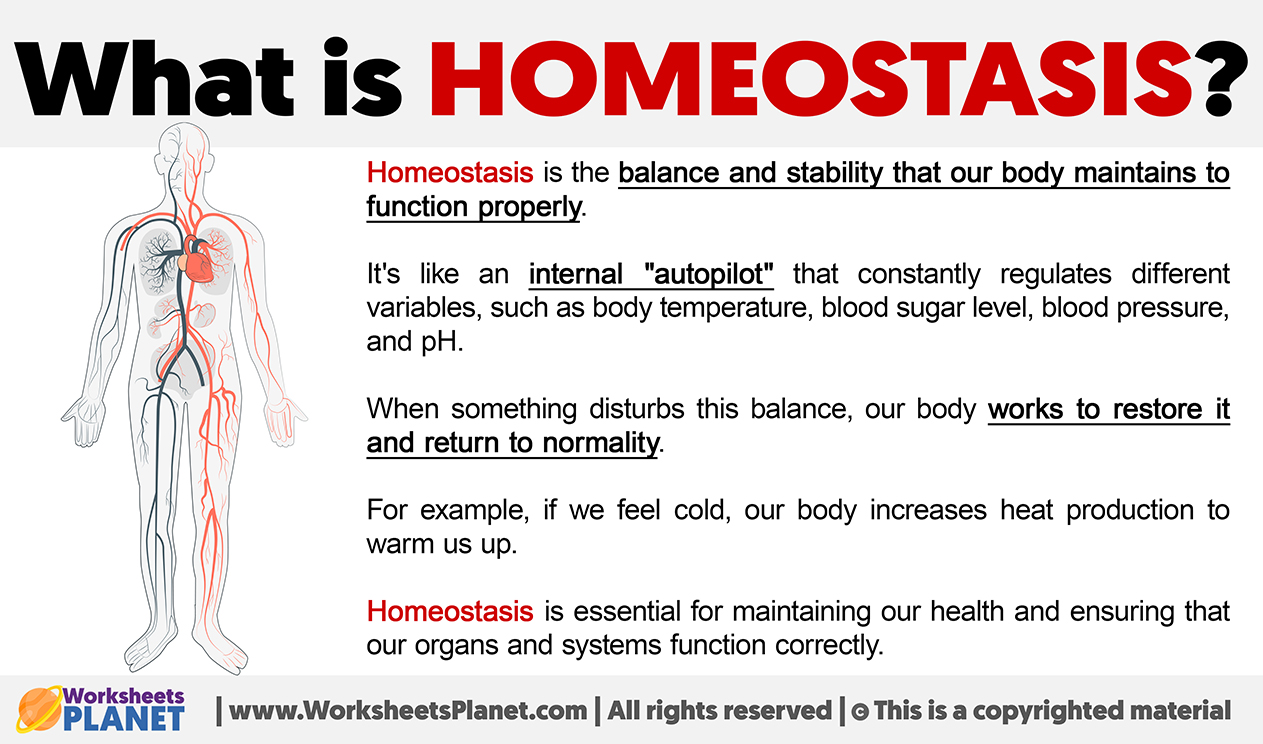 What Is Homeostasis