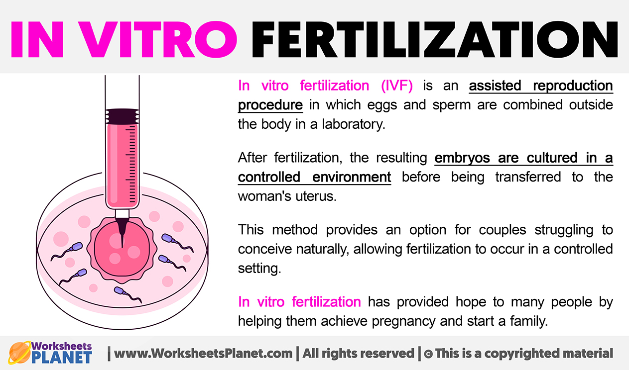 What Is In Vitro Fertilization