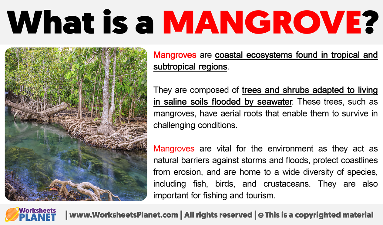What Is Mangrove