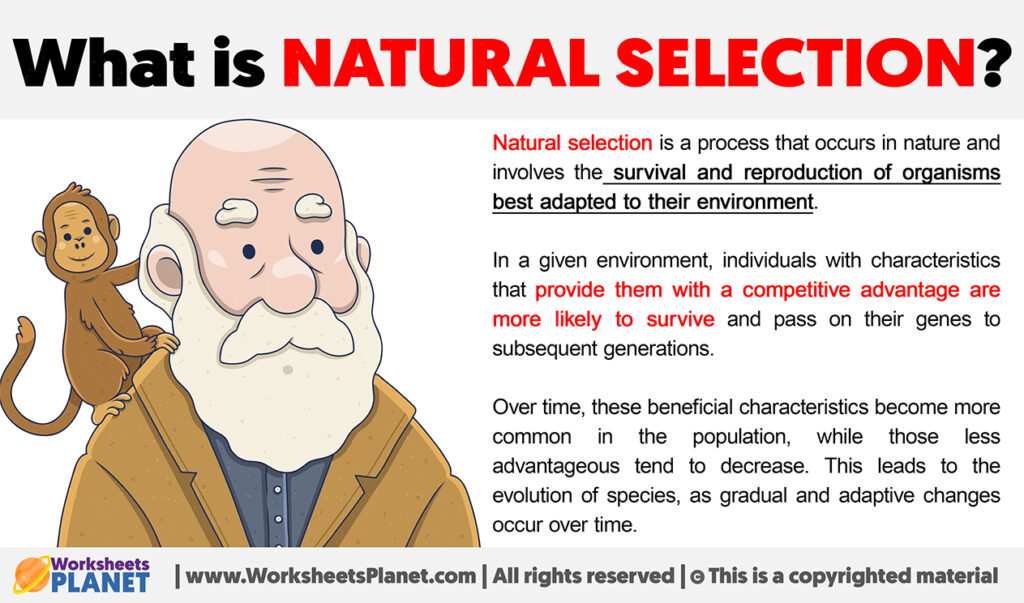 what is the process of natural selection simple
