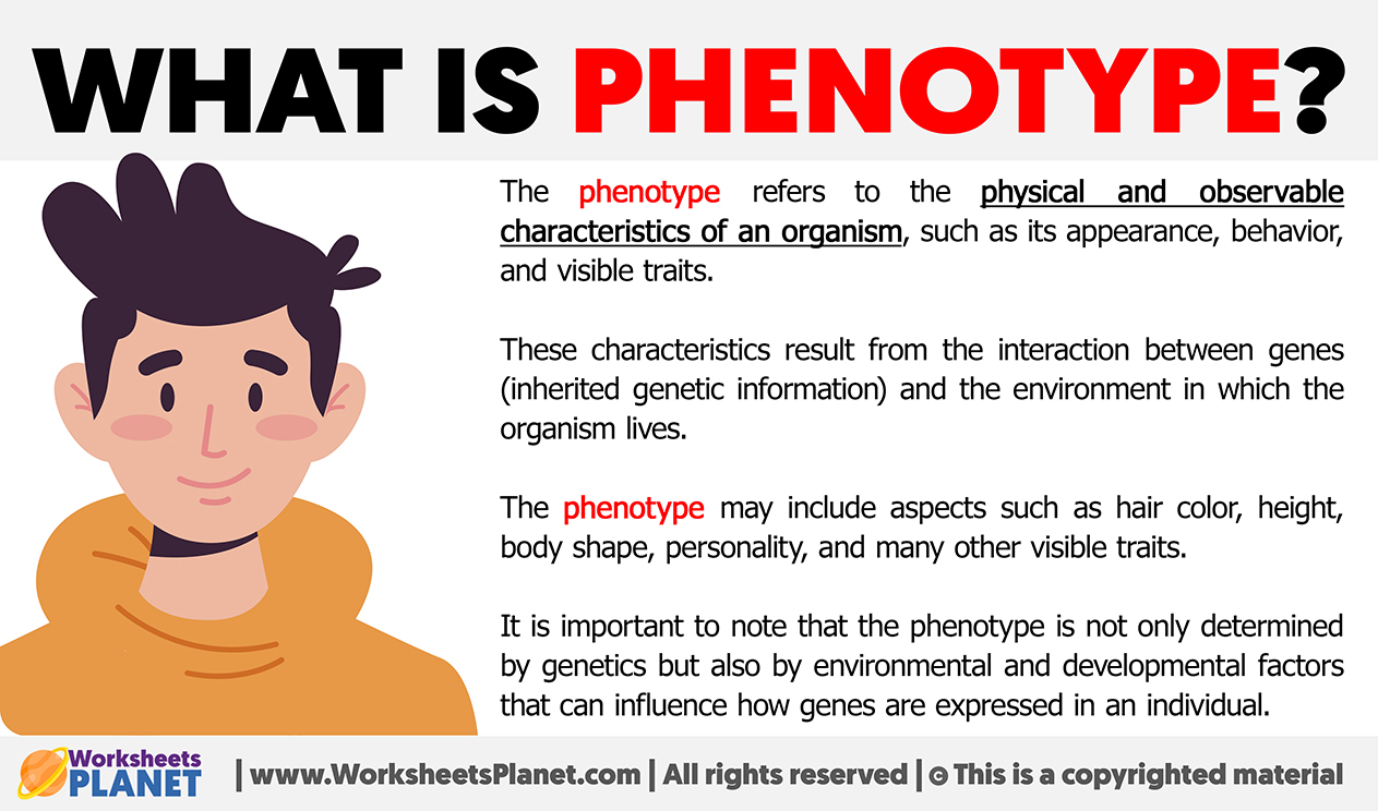 What Is Phenotype