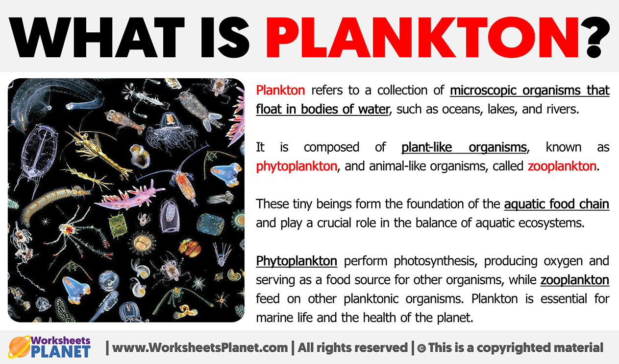 What Is Plankton