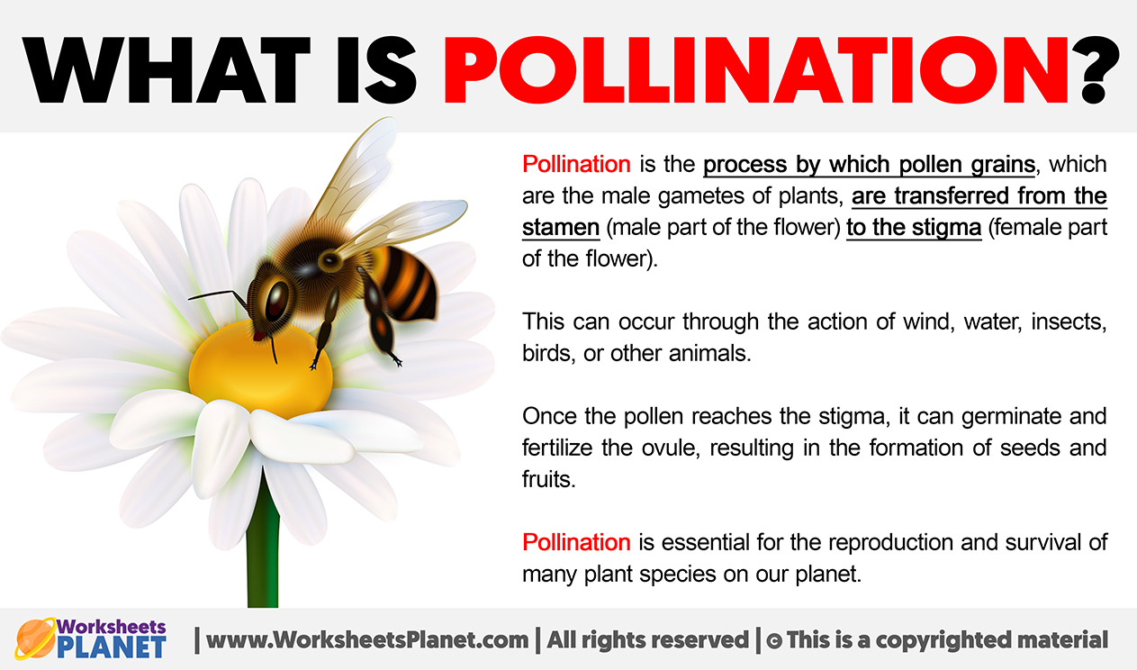 What Is Pollination