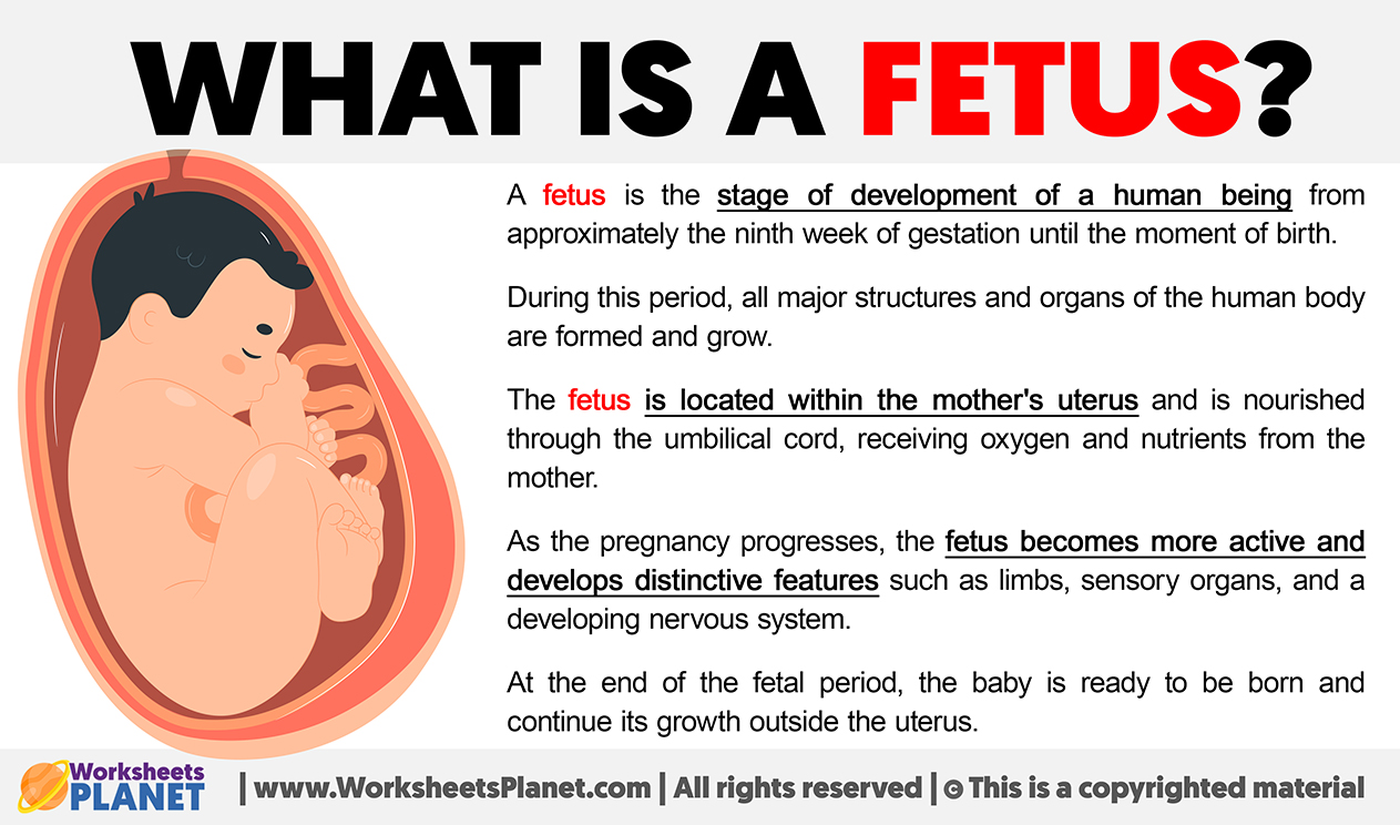What Is A Fetus