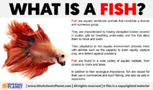 What Is A Fish