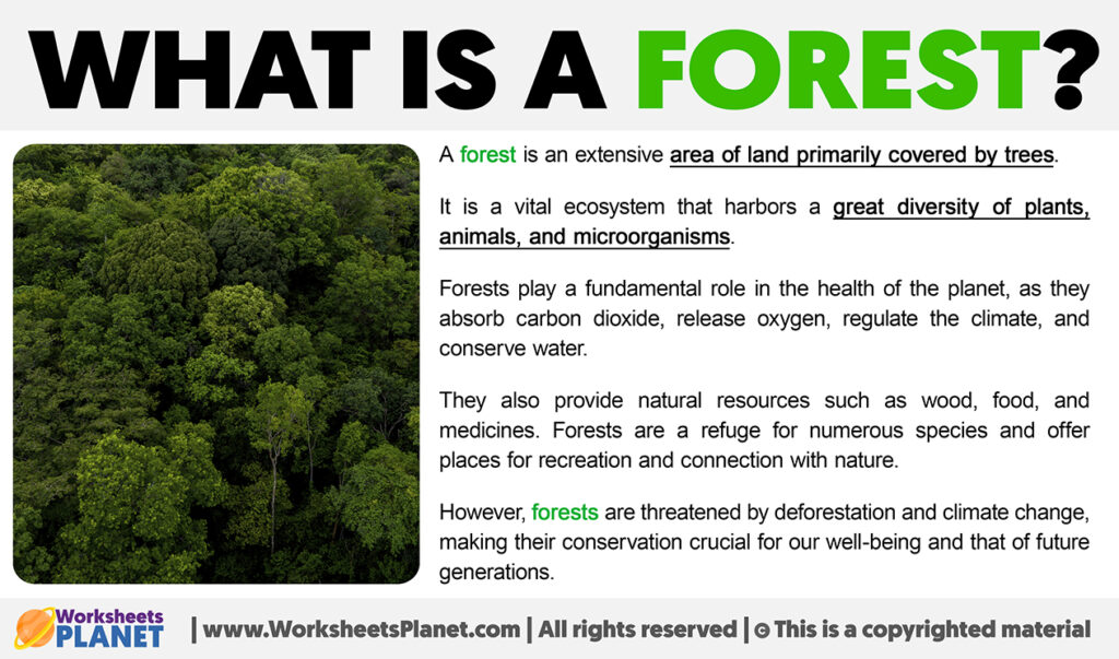 What Is A Forest Definition Of Forest what-is-a-forest-definition-of-forest