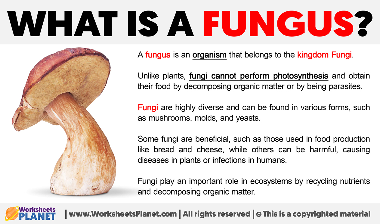 What Is A Fungus