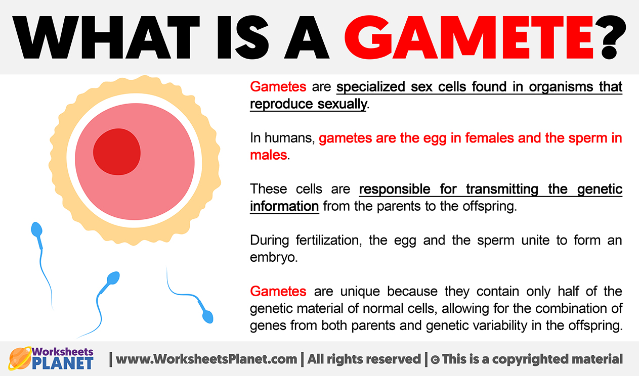 What Is A Gamete