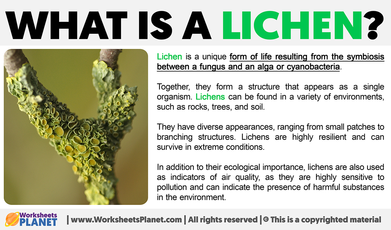 What Is A Lichen